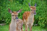 Brut- und Setzzeit - Rücksichtnahme auf Natur